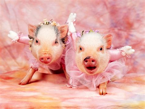 Cute Desktop Backgrounds Really Cute Pig Desktop Wallpaper 1600x1200