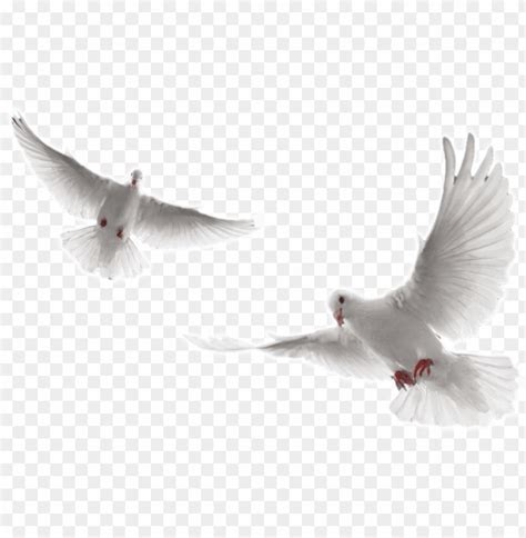 Flying White Doves Pictures Of Doves