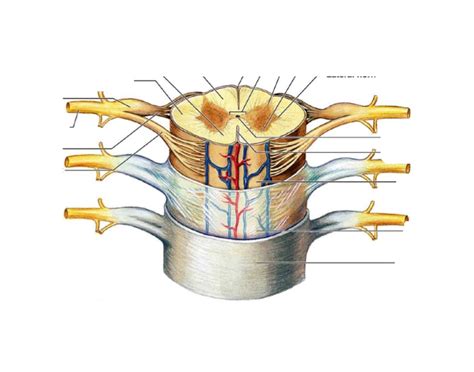 Spinal Cord Cross Section Pt2 Diagram Quizlet