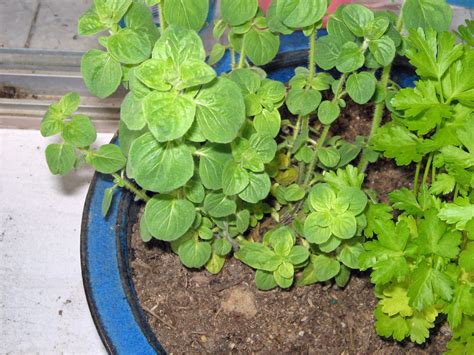 Italian Oregano – Sunnyvale-Garden