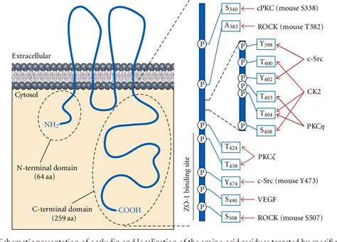 Pdf Modulation Of Tight Junction Structure And Function By Kinases