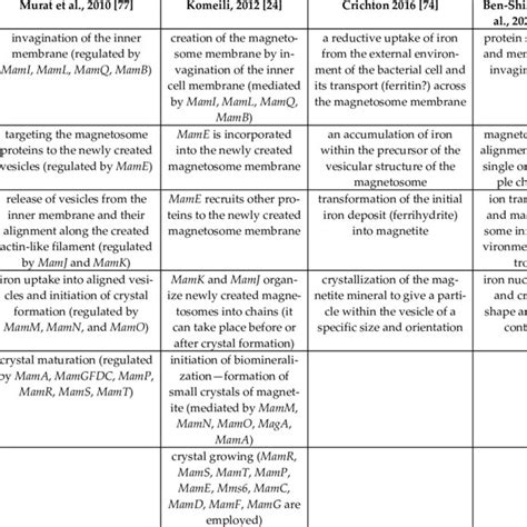 Proposed mechanisms of magnetosome formation. | Download Scientific Diagram