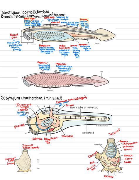 Untitled 3 Lab Cat Notes Subphylum Cephalochordate Branchiostoma