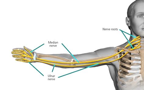 Carpel Tunnel Syndrome Cts In Pregnancy South Tees Hospitals Nhs