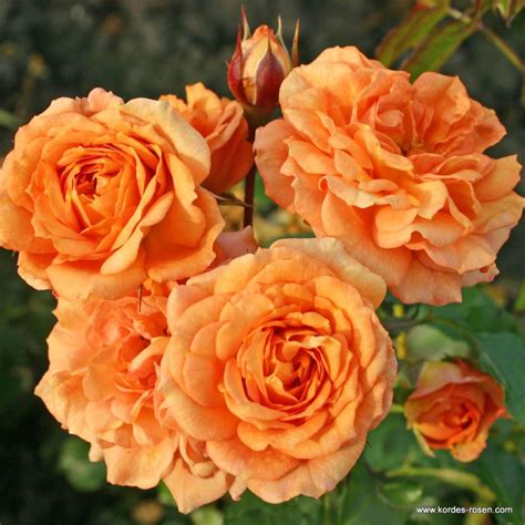 RÓŻA ' BENTHEIMER GOLD'