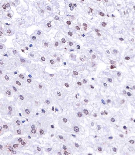 Histone H Antibody Purified Mouse Monoclonal Antibody Mab Wb Ihc