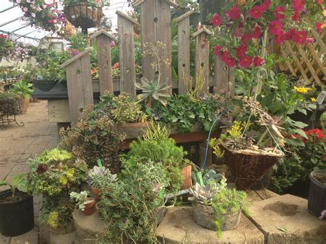 Succulent Display At Progreen Garden Center We Sell A Wide Variety Of