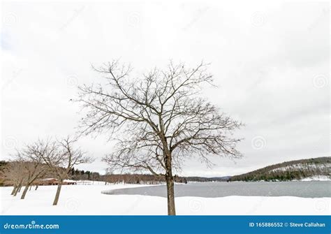 Sugar Maple In Winter Snow Lake Taghkanic Stock Photo Image Of