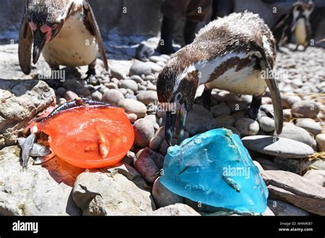 Penguins At West Midlands Safari Park Cool Off With Mackerel Flavoured