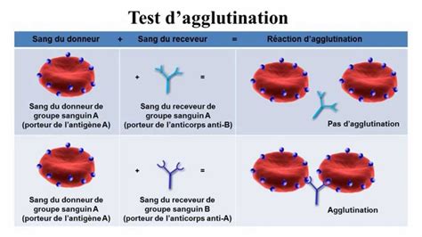 Groupes sanguins - YouTube