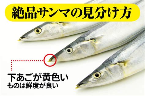 魚河岸に聞いた、絶品サンマの選び方（2018年9月17日）｜biglobeニュース