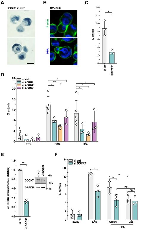 Role Of MYPT1 And A LPAR2 DOCK7 Axis In LPA Triggered Entosis A