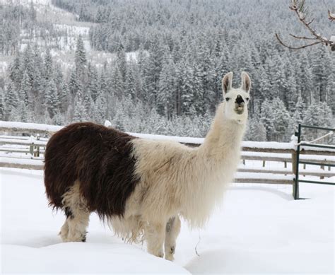 The Largest Llama Sanctuary In Canada Is Just A Short Drive Away