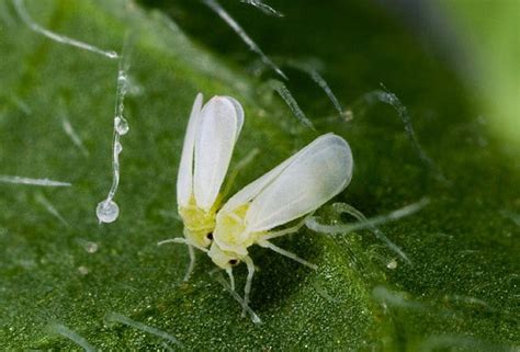 Mosca Blanca Características Ciclo Biológico Taxonomía Y Más