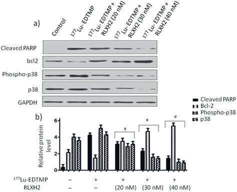 A Western Blotting Analysis Of Apoptotic Proteins After Cells Download Scientific Diagram