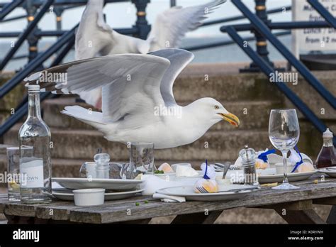 Seagulls Stealing Food Hi Res Stock Photography And Images Alamy