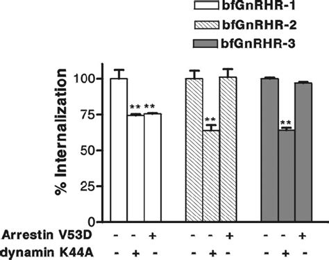 Effect Of Dominant Negative Forms Of β Arrestin And Dynamin On