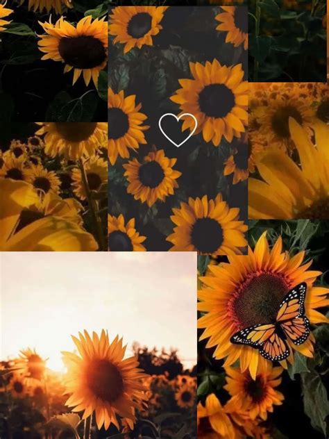 [100+] Sunflower And Butterfly Wallpapers | Wallpapers.com