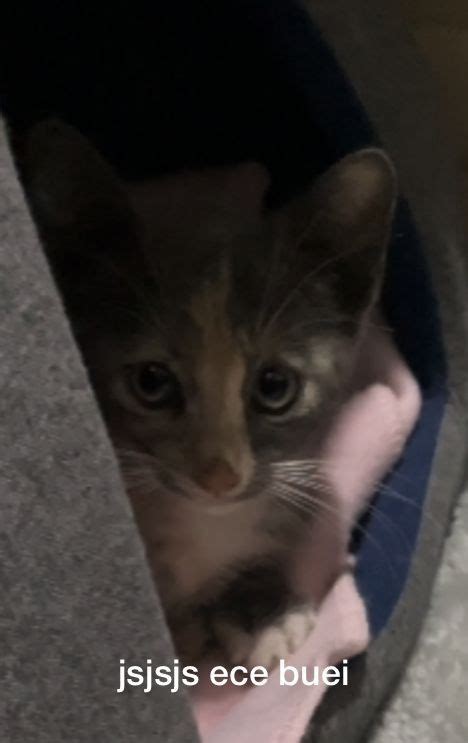 Gatito enojado | Cats, Animals