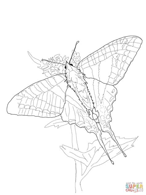 Zebra Swallowtail coloring page | Free Printable Coloring Pages