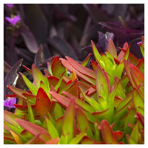 Campfire Crassula