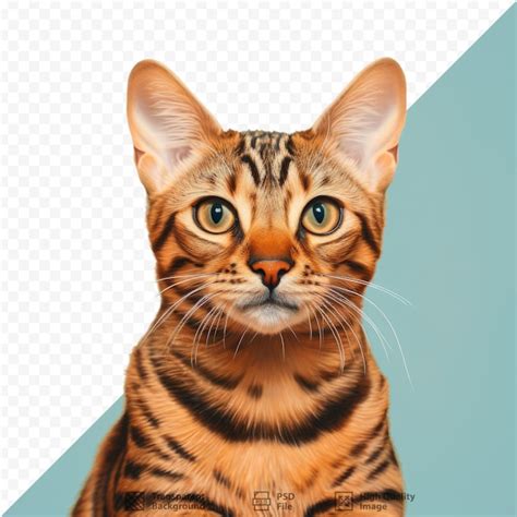 Premium PSD | Gorgeous portrait of a striped brown cat