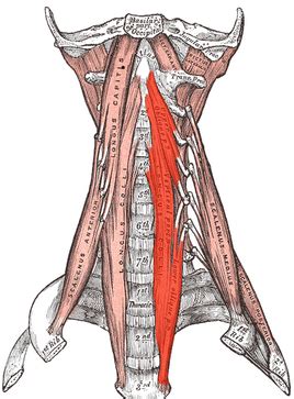 Cervical Anatomy - Physiopedia