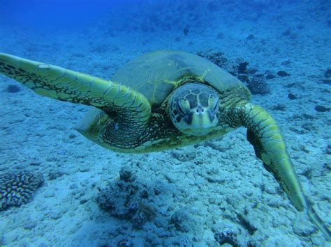 Hawaii Scuba Diving - Guide dive