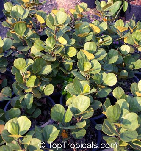 Ficus Deltoidea Ficus Diversifolia Mistletoe Fig