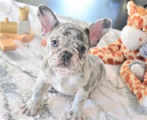 Frenchie Facts - French Bulldog - Puppies / Bulldog Breeders | Poetic French Bulldogs