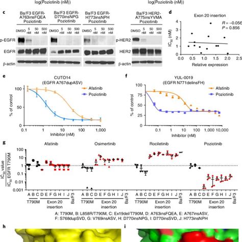 Poziotinib Potently Inhibits Egfr And Her2 Exon 20 Insertion Mutants