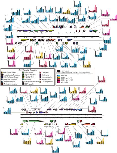 Physical Map Of The Kshv Genome With Corresponding Expression Profiles