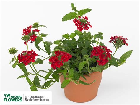 Photo Verbena Lascar Red Global Flowers