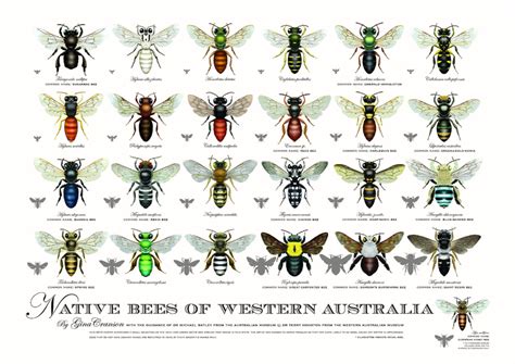 Native Bees Of Western Australia Poster Etsy Australia Native Bees