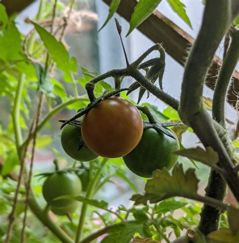 TW Pornstars - 2 pic. Luna *Birthday Month* Roux 🇵🇸 🔞. Twitter. 🌱 mini