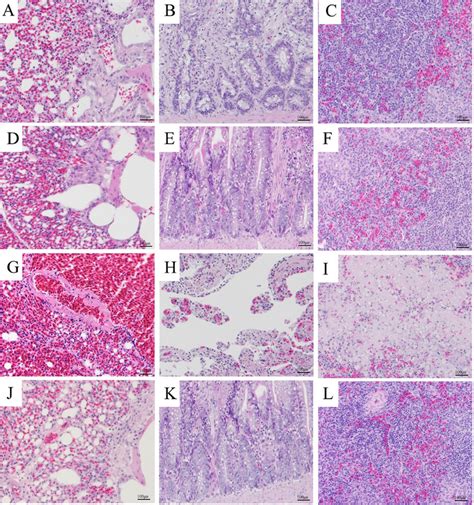 Histopathology Examination Of Js10 And Its Variants In Chickens