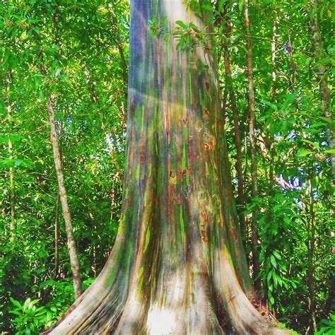 En Hawaii Existe El Eucalipto Arcoiris Un Gigante Que Llena De Color