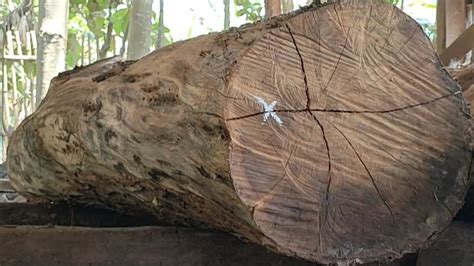 Wujud Kayu Terkeras Di Bumi Kayu Akasia Tak Berkulit Digergaji Bahan