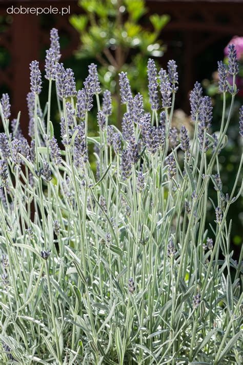 Szk Ka Bylin Dobrepole Lavandula Angustifolia Silver Mist