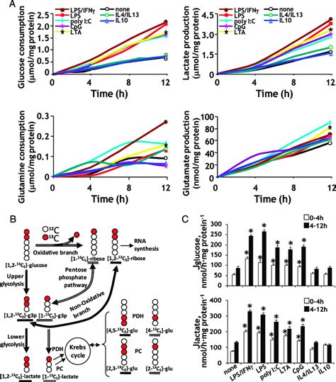 Metabolic Fluxes In Macrophages Stimulated Through The Classic Innate