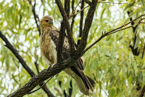 Whistling Kite in Australia 25924072 Stock Photo at Vecteezy