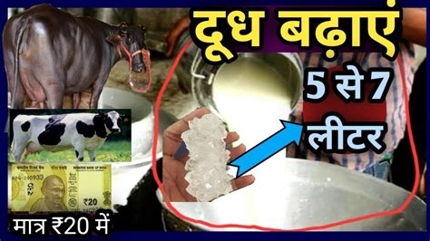 ️₹20 में दूध बढ़ाएं गाय भैंस का👌दूध बढ़ाने का फार्मूलाincrease Milk For Cow Buffalo Youtube