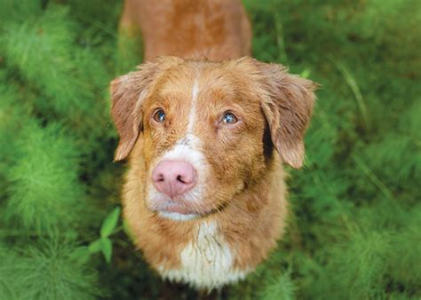 Canine Faux Pas: The Top 5 Things Dog-People Do Wrong - Modern Dog Magazine