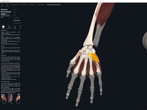 Muscles: Palmaris Brevis. – Anatomy & Physiology
