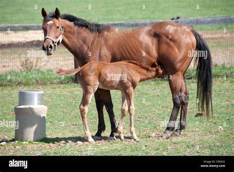 Foal nursing mother horse Stock Photo - Alamy