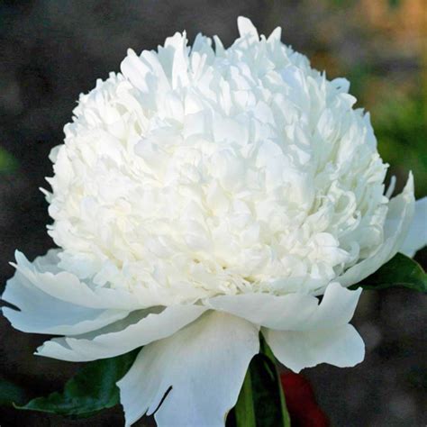 Capital Dome American Peony Society