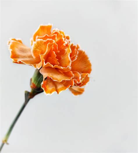 Orange Carnation Flowers Stock Image Image Of Carnation 44686067