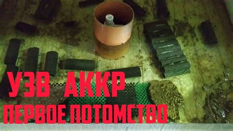 УЗВ АККР.ЗАИКРИЛИСЬ САМКИ.ПЕРВОЕ ПОТОМСТВО - YouTube