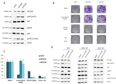 Rictor Overexpression Contributes To Melanoma Targeted Therapy