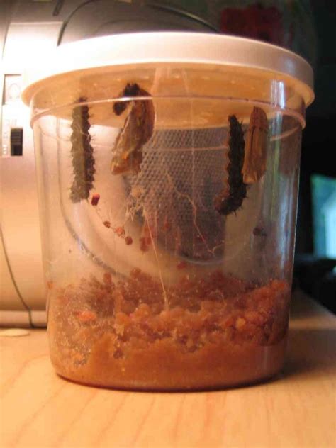 From Caterpillar to Butterfly - This Reading Mama